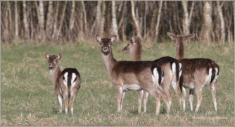 <p>DANĚK SKVRNITÝ (Dama dama) Šluknovsko - Valdek /Fallow deer - Damhirsch/</p>